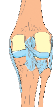 Anterior cruciate ligament - ACL and applied kinesiology - image of knee skeletal and muscular structure