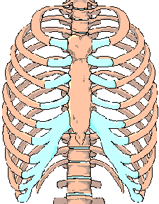 Costochondritis - Breast Bone Pain and applied kinesiology - image of the rib cage and spine skeletal structure