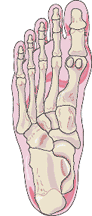 Metatarsalgia and applied kinesiology - image of foot skeletal structure