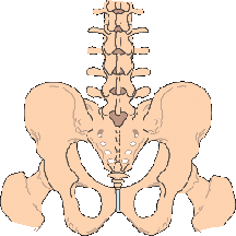 Sacroiliac - Pelvic Pain and applied kinesiology - image of foot skeletal structure