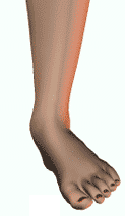 Pronation - Dropped Arch and applied kinesiology - image of foot and ankle
