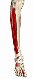Shin Splints and applied kinesiology - image of the lower leg skeletal and muscular structure