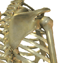 Shoulder Problems and applied kinesiology - image of the shoulder and chest skeleton