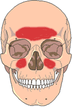 Sinus and applied kinesiology - visualization of sinus pressure points on a skull