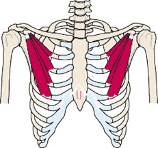 Thoracic Outlet Syndrome and applied kinesiology - image of the rib cage skeletal structure