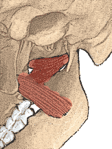 TMJ and applied kinesiology - image of the jaw skeletal and muscular structure